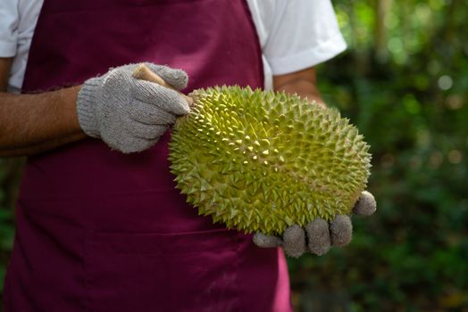 Farmer and musang king durian in orchard.