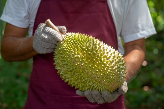 Farmer and musang king durian in orchard.