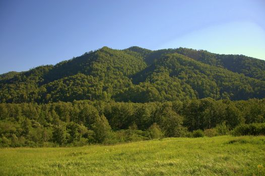 Picturesque hills covered with coniferous forest and pasture at the foot. Altai, Siberia, Russia.