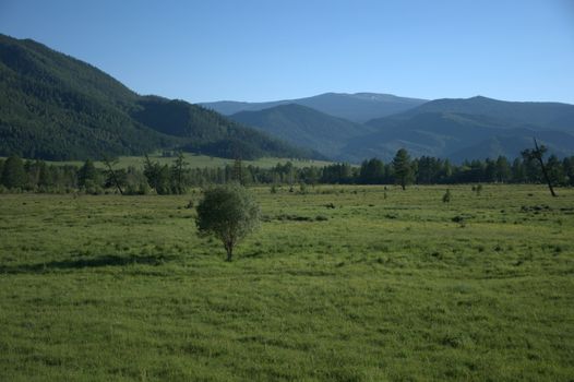 A lone bush stands in the middle of the valley, surrounded by mountain ranges covered with forests. Altai, Siberia, Russia.