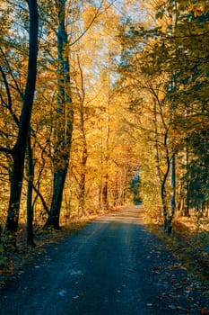 fall colored trees and autumn road in forrest