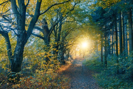 fall colored trees and autumn road in forrest