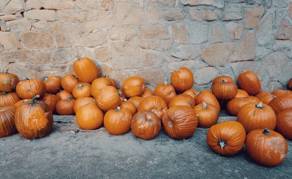 Autumn Halloween decoration. Pumpkins collection arranged on ground as pleasing fall outdoor still life