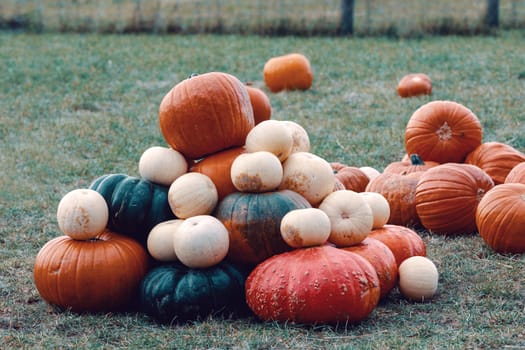 Autumn Halloween decoration. Pumpkins collection arranged on ground as pleasing fall outdoor still life