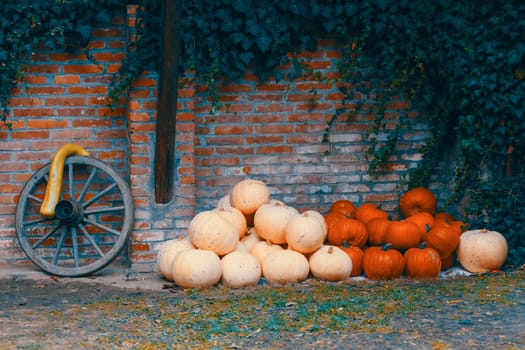 Autumn Halloween decoration. Pumpkins collection arranged on ground as pleasing fall outdoor still life