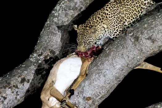 A leopard, Panthera pardus, with its prey, an impala, in a tree