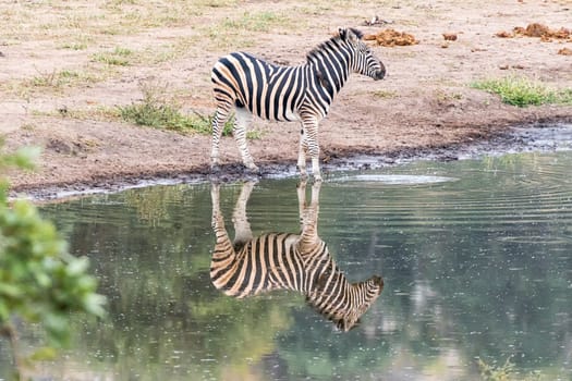 A Burchells zebra, Equus quagga burchellii, with reflection, at a waterhole