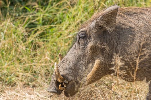 A head profile of a common warthog, Phacochoerus africanus