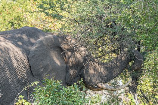 An african elephant, Loxodonta africana, browsing in a thorn tree