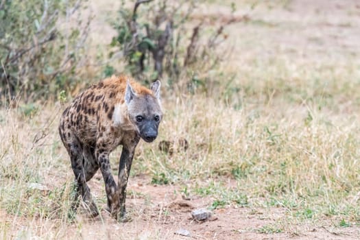 A male spotted hyaena, Crocuta crocuta, walking between grass