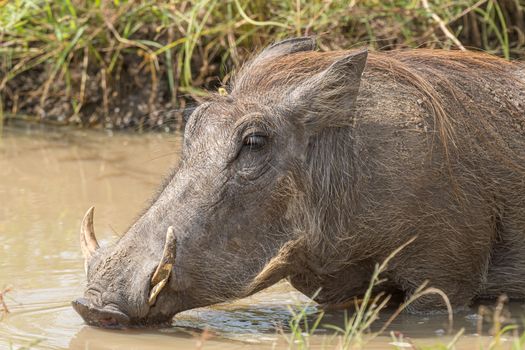 A common warthog, Phacochoerus africanus, drinking water in a muddy pond