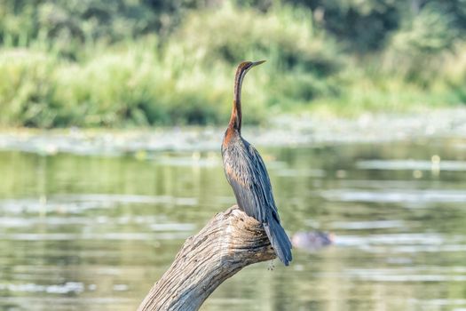 An african darter, Anhinga rufa, on a dead tree stump