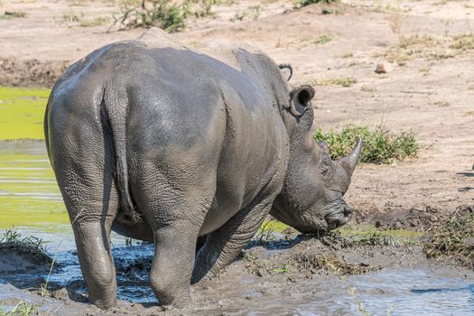 A southern white rhino, Ceratotherium simum simum, in a muddy pond. The tail and horn is visible