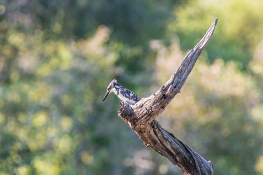 A pied kingfisher, Ceryle rudis, on a dead tree stump in Lake Panic