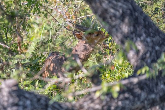 A reedbuck, Redunca arundinum, in thick vegetation at Lake Panic