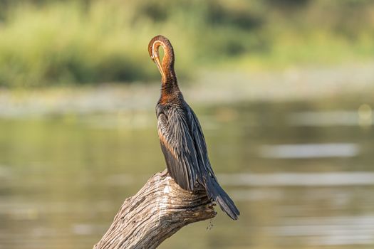 An african darter, Anhinga rufa, on a dead tree stump