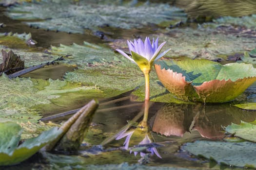 A late afternoon view of a violet colored water lily in Lake Panic