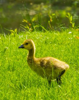 gosling of a cackling goose in closeup, Adorable juvenile duck, Tropical water bird specie from America
