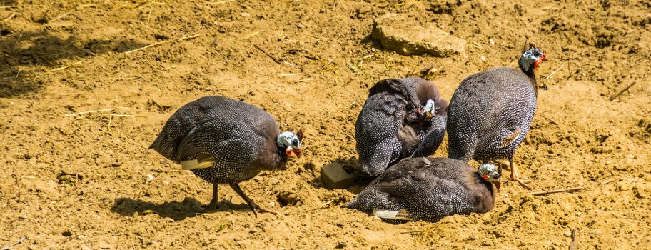 flock of helmeted guineafowl together, tropical bird specie from Africa