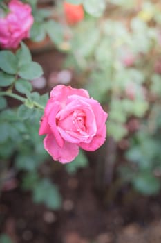 Roses in the garden, Roses are beautiful with a beautiful sunny day.