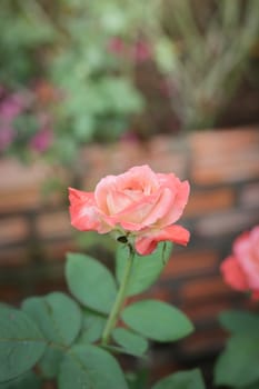 Roses in the garden, Roses are beautiful with a beautiful sunny day.