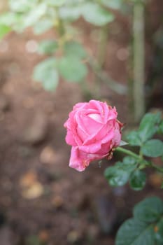 Roses in the garden, Roses are beautiful with a beautiful sunny day.