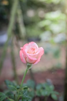 Roses in the garden, Roses are beautiful with a beautiful sunny day.