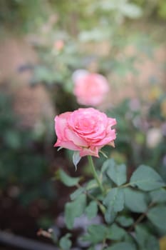 Roses in the garden, Roses are beautiful with a beautiful sunny day.