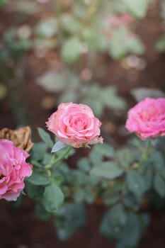 Roses in the garden, Roses are beautiful with a beautiful sunny day.