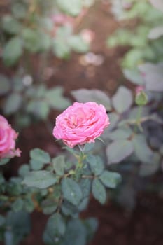 Roses in the garden, Roses are beautiful with a beautiful sunny day.