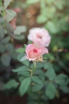 Roses in the garden, Roses are beautiful with a beautiful sunny day.