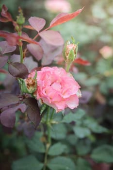 Roses in the garden, Roses are beautiful with a beautiful sunny day.