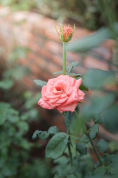 Roses in the garden, Roses are beautiful with a beautiful sunny day.