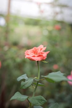 Roses in the garden, Roses are beautiful with a beautiful sunny day.