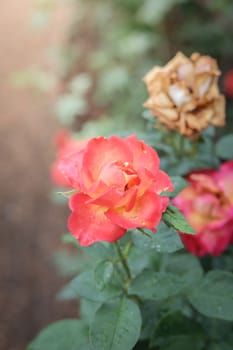 Roses in the garden, Roses are beautiful with a beautiful sunny day.