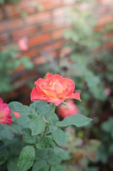 Roses in the garden, Roses are beautiful with a beautiful sunny day.