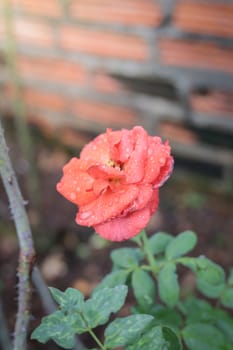 Roses in the garden, Roses are beautiful with a beautiful sunny day.