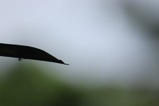 small fly resting on a green leaf