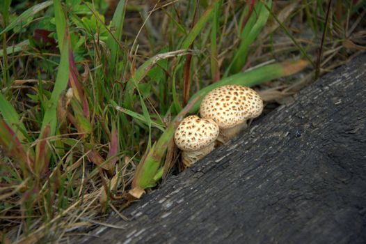 Two small mushrooms make their way through the tree and grass.