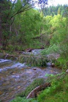 The tumultuous Sema River flows through the forest into the valley. Altai, Siberia, Russia.