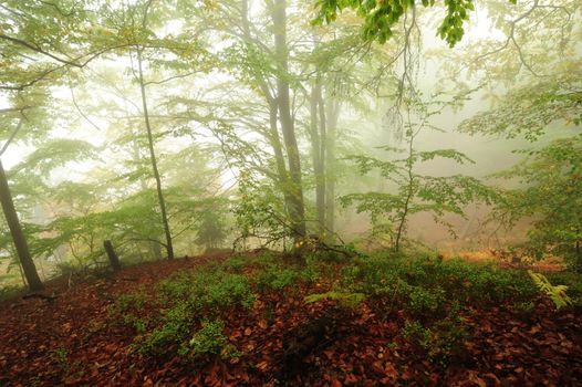 A beautiful and colorful autumn forest covering the rain