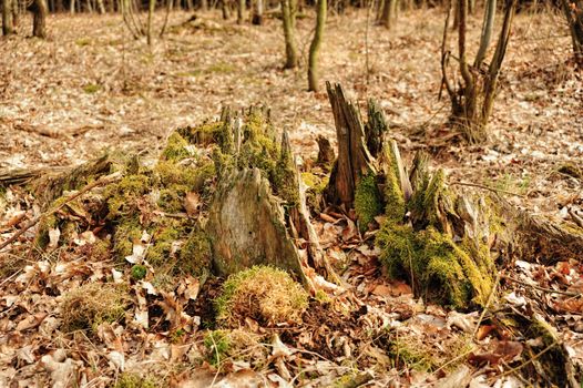 Very old and rotten mossy tree stump in the spring sunshine