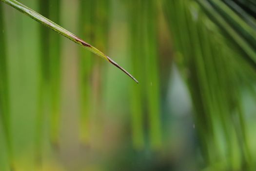 Water dripping from a single green leaf of a coconut tree in a rainy day