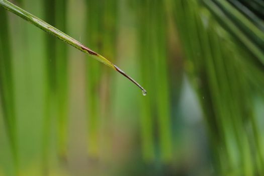 Water dripping from a single green leaf of a coconut tree in a rainy day