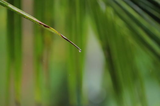 Water dripping from a single green leaf of a coconut tree in a rainy day