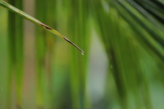 Water dripping from a single green leaf of a coconut tree in a rainy day