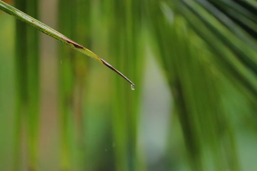 Water dripping from a single green leaf of a coconut tree in a rainy day