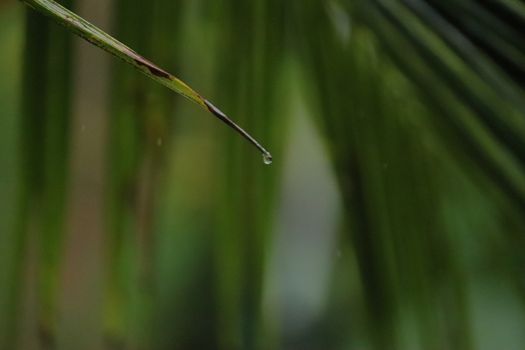 Water dripping from a single green leaf of a coconut tree in a rainy day