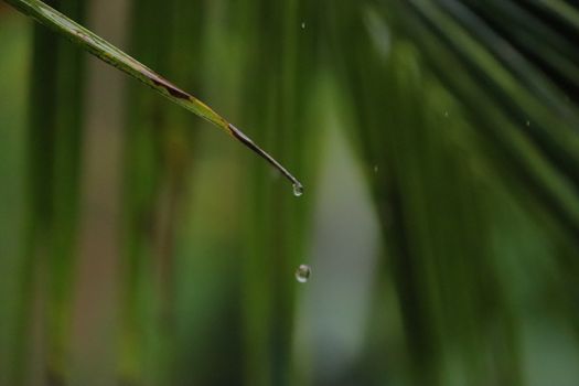 Water dripping from a single green leaf of a coconut tree in a rainy day