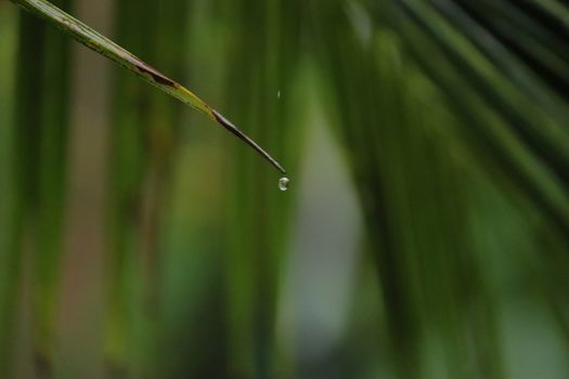 Water dripping from a single green leaf of a coconut tree in a rainy day